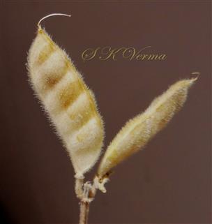  Legume